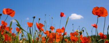 Red poppie against a blue sky clipart