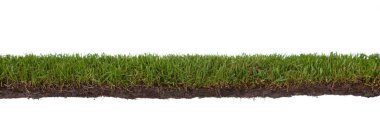 Cross section of grass, isolated on white background clipart