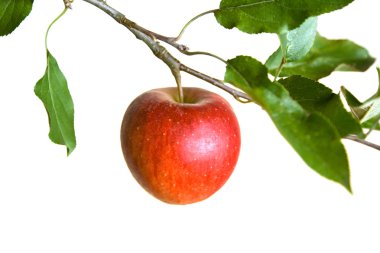 Apple on a branch clipart