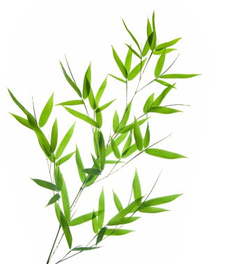 Bamboo- leaves clipart