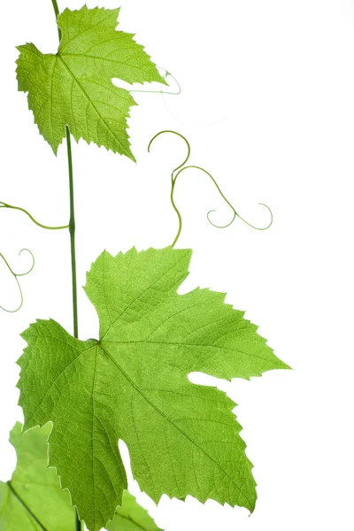 Виноградные листья — стоковое фото