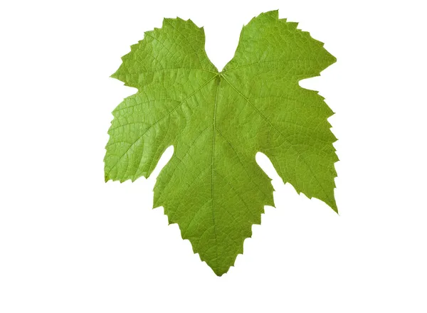 Grape-leave with clipping path — Stock Photo, Image