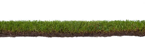 Querschnitt aus Gras, isoliert auf weißem Hintergrund — Stockfoto
