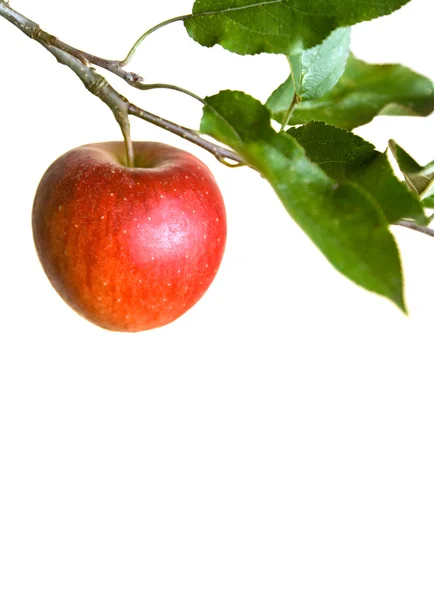 Μήλο σε υποκατάστημα — Φωτογραφία Αρχείου