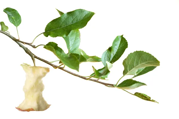 Apple core on a branch — Stock Photo, Image
