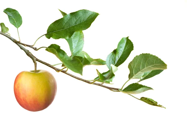 Яблуко на гілці — стокове фото