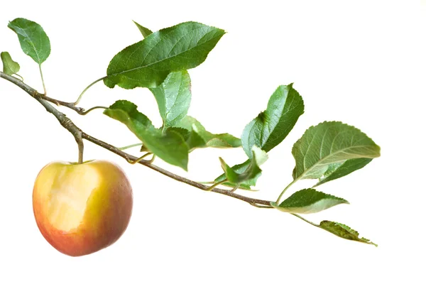 Manzana con mordedura en una rama — Foto de Stock
