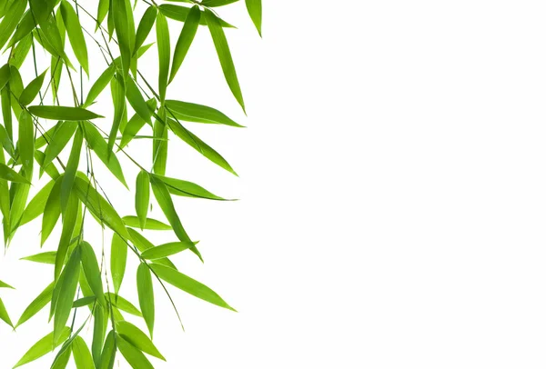 Liści bambusa — Zdjęcie stockowe