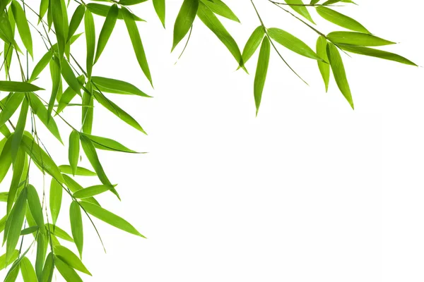 Liści bambusa — Zdjęcie stockowe