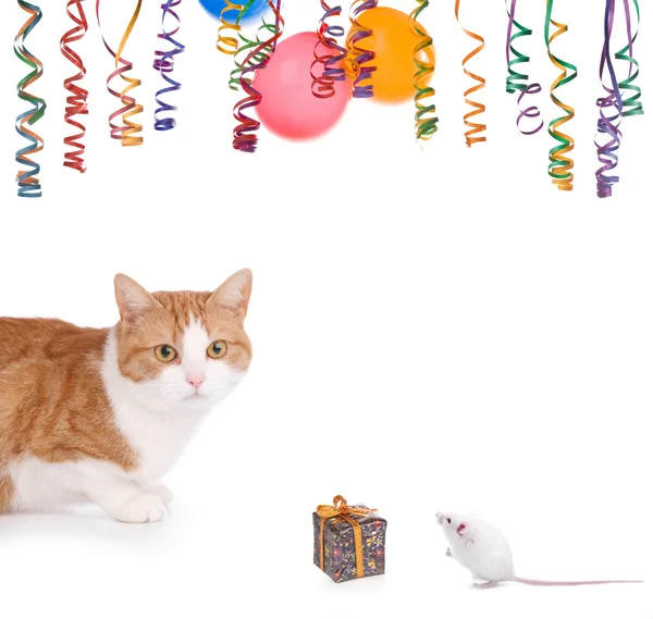 Kočka a myš strana — Stock fotografie