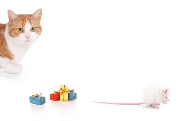 Kočka a myš strana — Stock fotografie