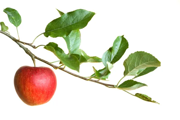 Äpple på en gren Stockbild