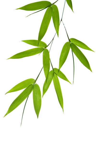 Bambu-blad Royaltyfria Stockfoton
