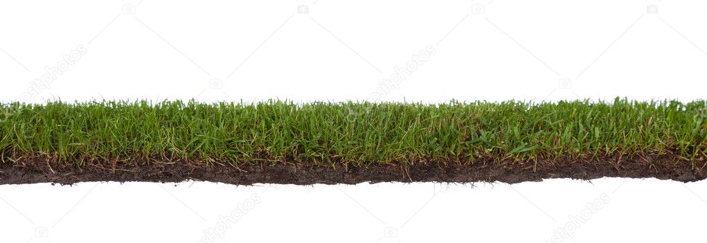 Cross section of grass, isolated on white background