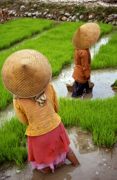 stock image Rice-field