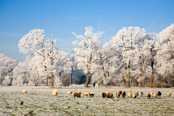 Bevroren landschap — Stockfoto
