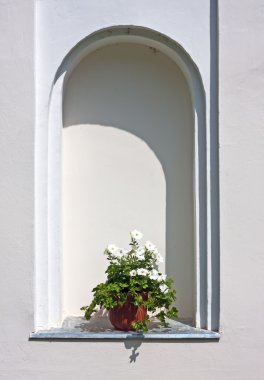 Beyaz petunya çiçeği pot
