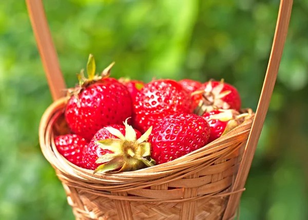 Färska jordgubbar i en korg — Stockfoto