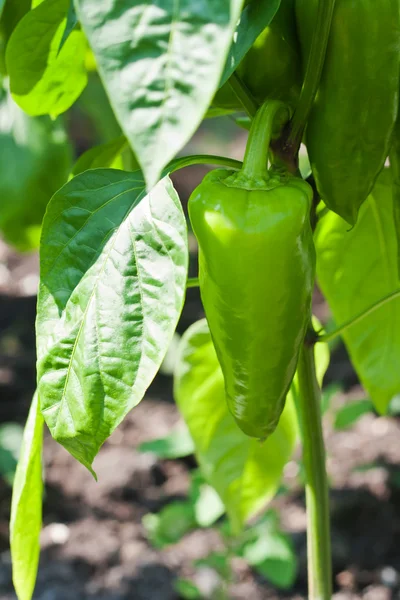 stock image Green peppers growing in the garden