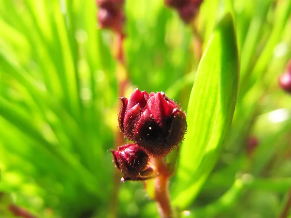 Macro-opname van carnation bloem bud — Stockfoto