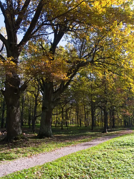 stock image Autumn forest with road and sunlight