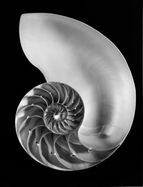Nautilus shell interior clipart