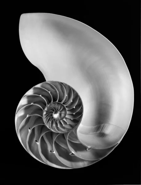 Wnętrze skorupy nautilus — Zdjęcie stockowe