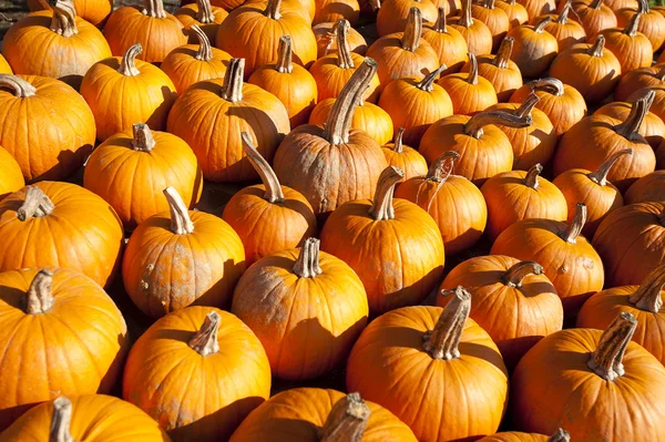 stock image Pumpkins