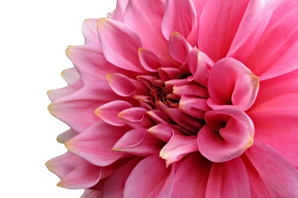 Dahlia rose sur fond blanc — Photo