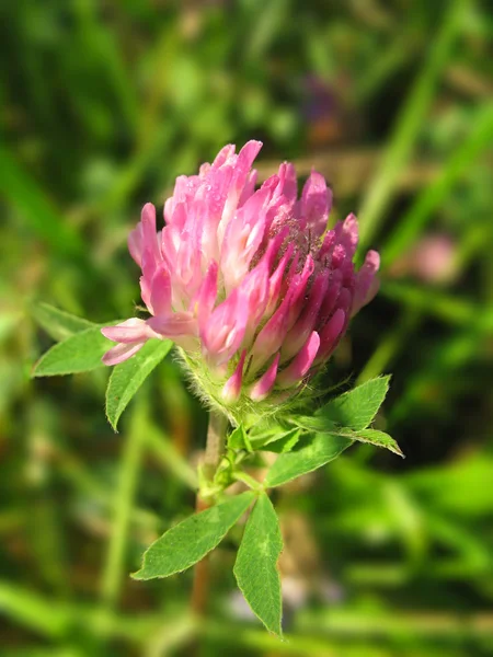 Pink clover in dew droplets — Stock Photo, Image