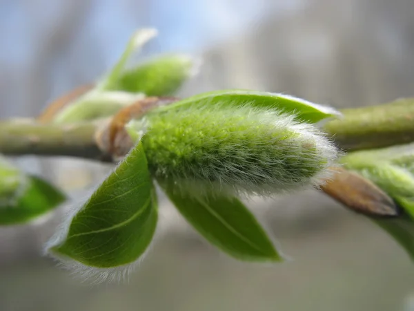 Yeşil willow kedicik yakın çekim — Stok fotoğraf
