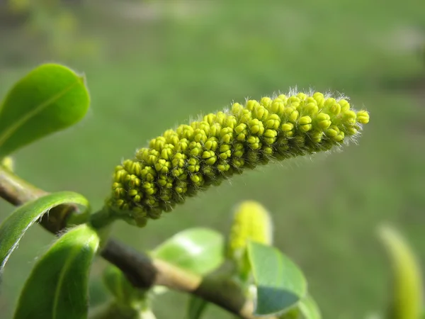 Yellow catkin of willow. Macro — Stock Photo, Image