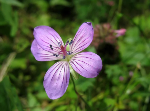 Wildflower liliowy - Woodland Geranium (Bodziszek leśny) — Zdjęcie stockowe