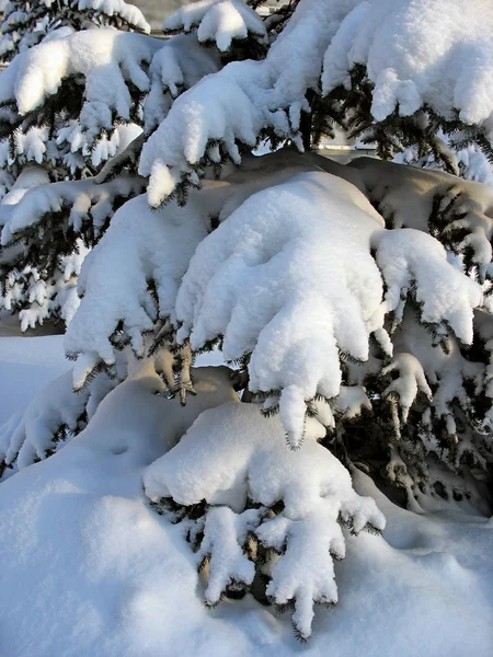 Hófödte fenyő gallyak — Stock Fotó