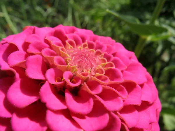 Closeup of pink zinnia — Stock Photo, Image