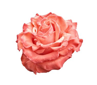 Pink and orange rose isolated on white clipart