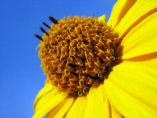 Żółty kwiat na tle błękitnego nieba (Słoneczniczek heliantoides) — Zdjęcie stockowe