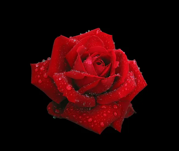 Czerwona róża w deszczu na czarnym tle — Zdjęcie stockowe