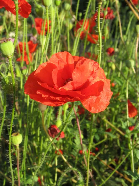 Flor de amapola roja contra hierba verde —  Fotos de Stock