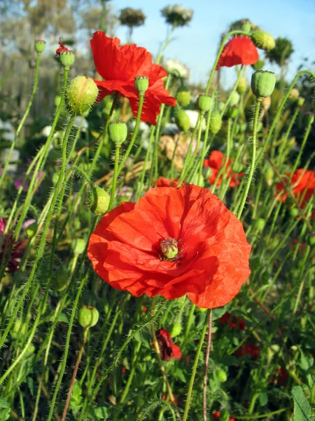 红罂粟反对绿草和蓝蓝的天空 — 图库照片