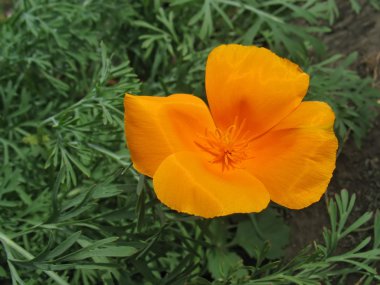 Orange eschscholzia (California poppy) against green grass clipart