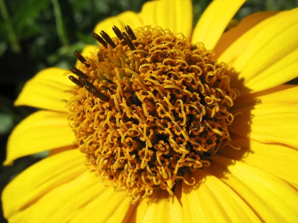 Fleur jaune gros plan — Photo