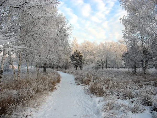 Weg zum schneebedeckten Winterpark. Frostige Bäume — Stockfoto