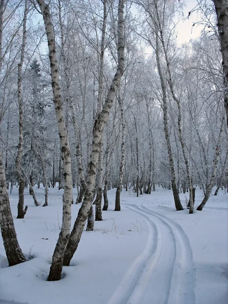 Path to the snow-covered winter forest — Stock Photo, Image