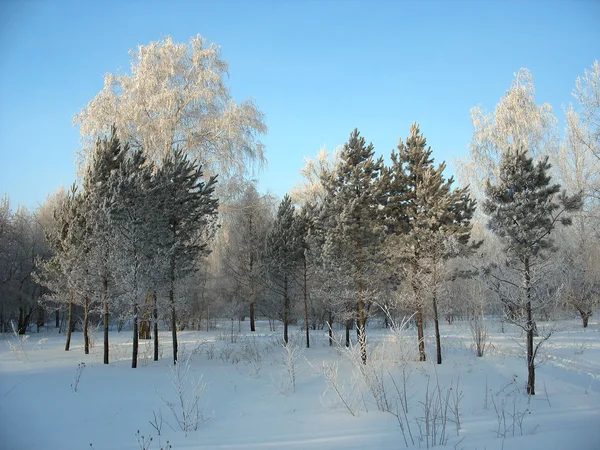 Vintern skog. frostiga träd — Stockfoto