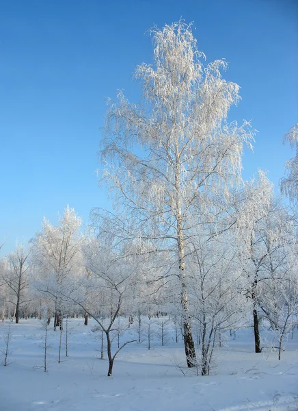 Bosque de invierno. Abedules helados — Foto de Stock
