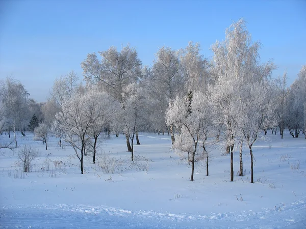 Frostige Bäume — Stockfoto