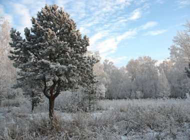 Winter park. ayaz ağaçlar