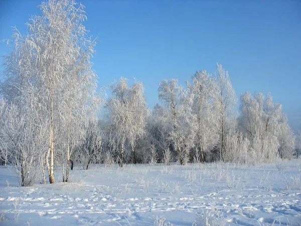 冬季森林。冰霜桦树 — 图库照片