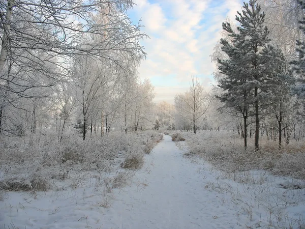 Forêt d'hiver. Arbres givrés — Photo